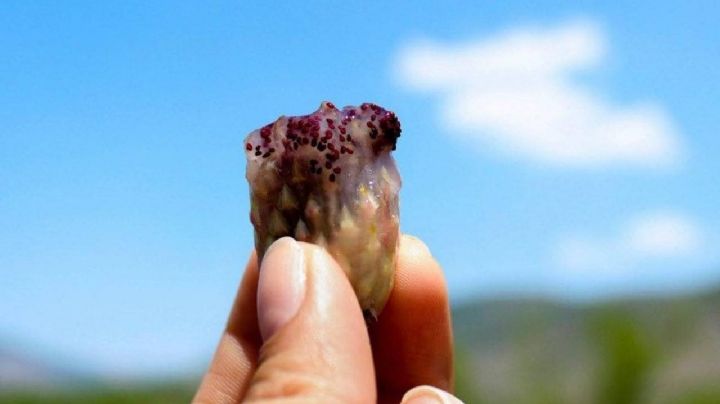 Guamisha: la fruta típica del noreste de Guanajuato