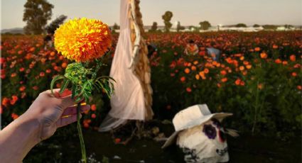 Camina entre miles de flores de Día de Muertos en este festival en Hidalgo; así será