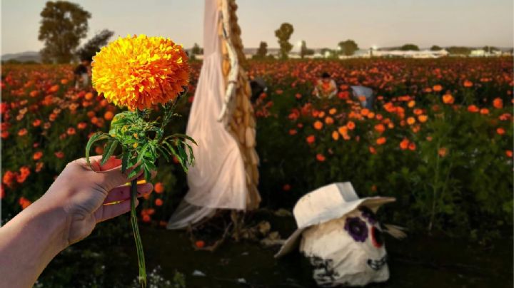 Camina entre miles de flores de Día de Muertos en este festival en Hidalgo; así será