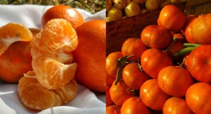 Veracruz es el productor número 1 de mandarina en el país