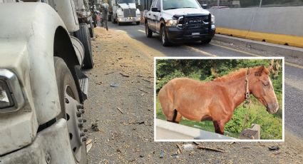 Accidente en autopista Orizaba - Puebla deja 2 caballos muertos hoy 16 de octubre