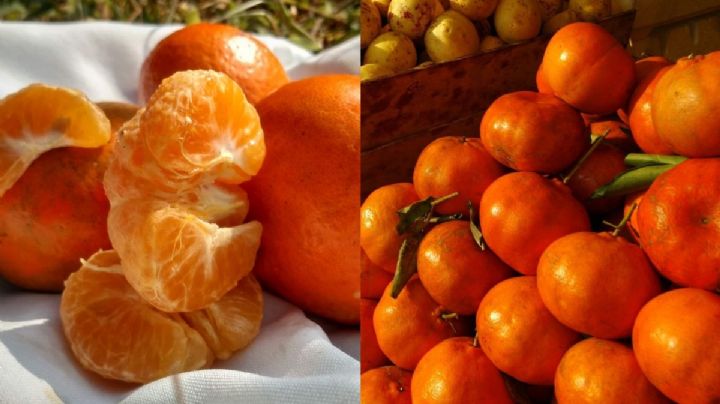 Veracruz es el productor número 1 de mandarina en el país