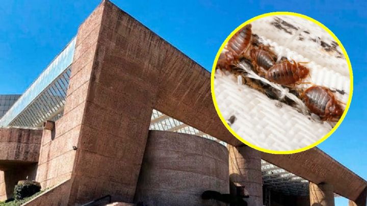¿Chinches en el Auditorio Nacional? Esto dicen diputados de CDMX