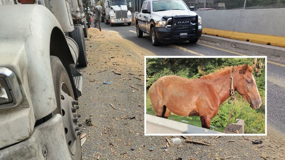 Mueren 2 caballos en accidente sobre autopista Orizaba - Puebla hoy 16 de octubre