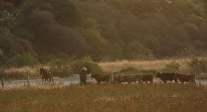 Cuatreros del siglo XXI: bandidos se llevan vacas de madrugada en León