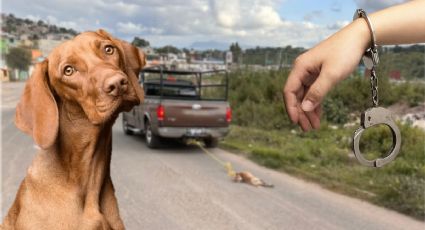 ¡Indignante! Hombre arrastra a un perro hasta quitarle la vida en Tulancingo