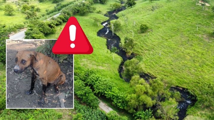 Pemex se deslinda por daños a animales protegidos tras mega fuga en Veracruz