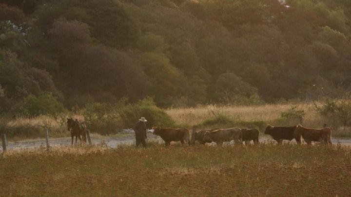 Cuatreros del siglo XXI: bandidos se llevan vacas de madrugada en León
