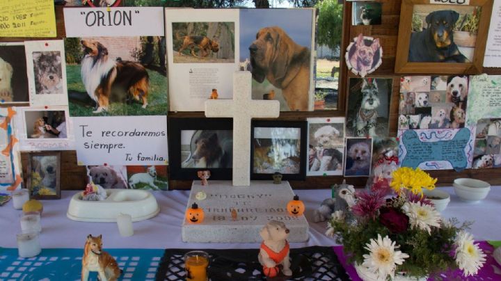 ¿Habrá un cementerio para mascotas en la CDMX? Esto se sabe