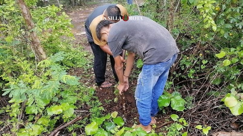 El Tren Maya deforestó 6,659 hectáreas de selva en la Península de Yucatán y, para mitigar el impacto, se contrató a ejidatarios mayas para sembrar árboles, con Fonatur como financista del proyecto. Sin embargo, el grupo ICA se niega a pagarles y cumplir el contrato establecido por cinco años.