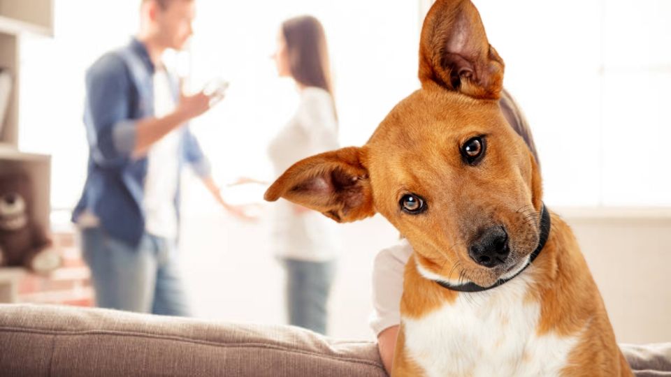 Ahora las familias ya están conformadas también incluyendo a  la mascota que hay en los hogares