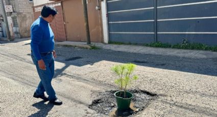 Edomex: Arbolitos, la nueva señal de "bache aquí" en Toluca