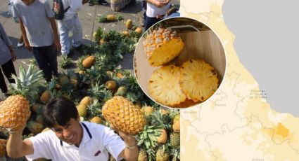 Este municipio de Veracruz es el 1 a nivel nacional en producción de piña