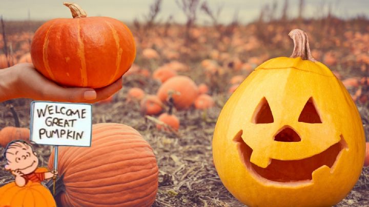 La Gran Calabaza en Hidalgo, conoce de qué se trata y gana hasta 2 mil pesos