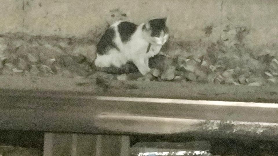 El felino se encontraba en el túnel entre las estaciones Bellas Artes y Garibaldi de la Línea 8 del Metro.