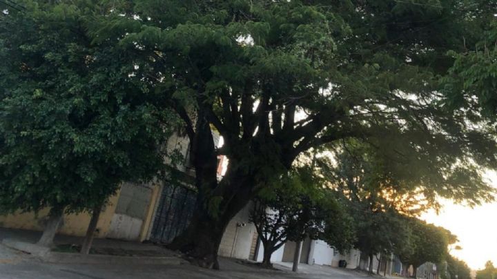 Conoce al gigantesco árbol de Parota de la Arbide en León, tiene más de 100 años