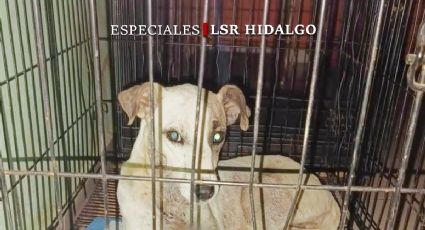 En Hidalgo, el maltrato animal gana terreno pese a leyes y voces defensoras