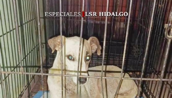 En Hidalgo, el maltrato animal gana terreno pese a leyes y voces defensoras