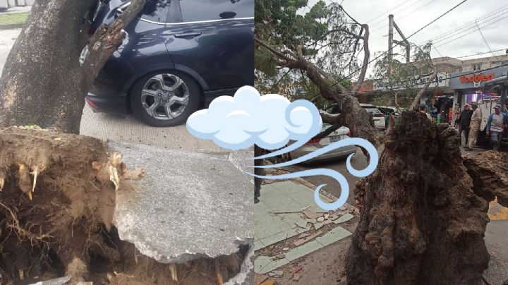 Caen 3 árboles en la zona conurbada Veracruz - Boca del Río por evento de Norte