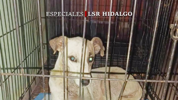En Hidalgo, el maltrato animal gana terreno pese a leyes y voces defensoras