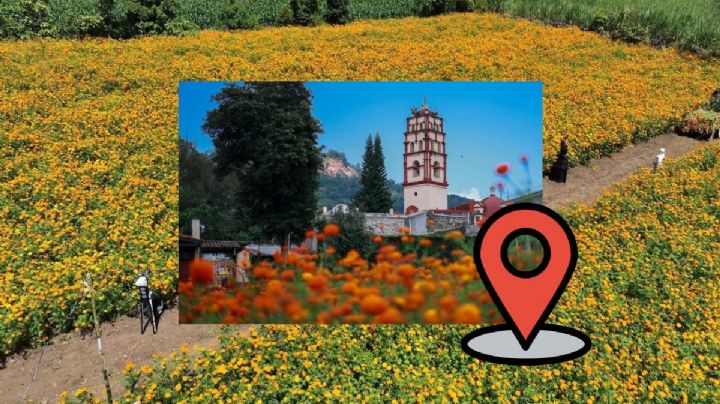 La ruta viral de campos de cempasúchil cerca de Xalapa que no te debes perder