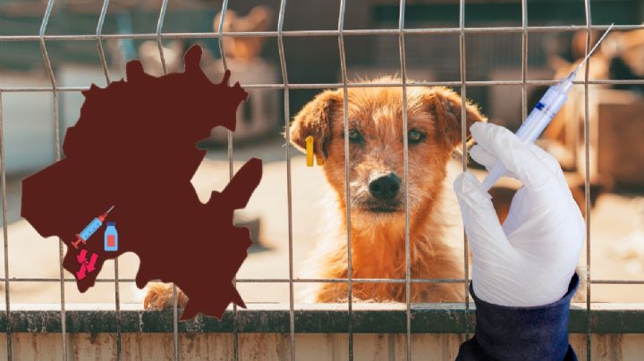 Proponen eutanasia para perritos sin hogar en este municipio de Hidalgo