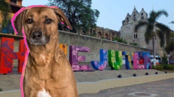 Maltrato animal en Hidalgo: tratan de arrancarle los ojos a un perro