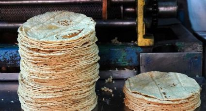 ¿Precio de la tortilla puede bajar 10%?