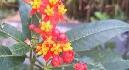 Esta planta crece en Guanajuato y puede afectar a la Mariposa Monarca, ¿la has visto?