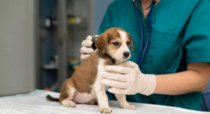 Veterinarios, recurso humano invaluable para el bienestar animal