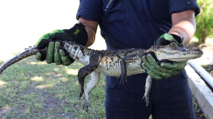 Cocodrilo entra a escuela en el fraccionamiento La Florida de Veracruz; esto pasó