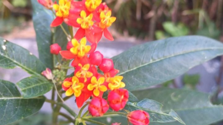 Esta planta crece en Guanajuato y puede afectar a la Mariposa Monarca, ¿la has visto?