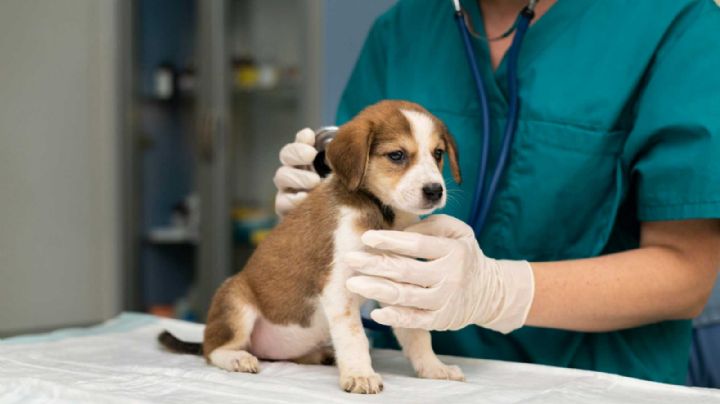 Veterinarios, recurso humano invaluable para el bienestar animal