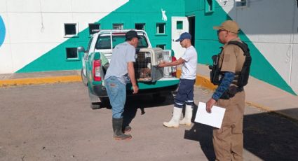 Rescatan a una perrita y sus 8 cachorros