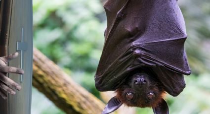 Vampiros o murciélagos en Hidalgo: Visita estas 2 cuevas si te gusta el misterio y la aventura