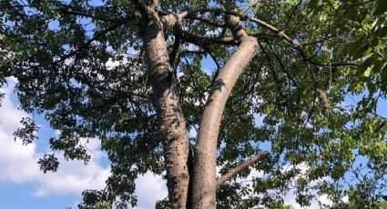 Conoce al pochote o ceiba del bajío, el árbol raro y nativo de Guanajuato