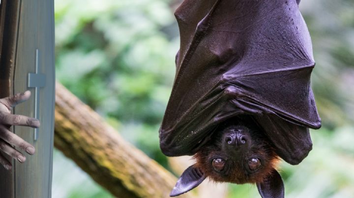 Vampiros o murciélagos en Hidalgo: Visita estas 2 cuevas si te gusta el misterio y la aventura