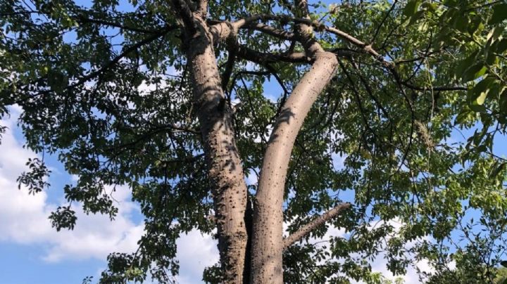 Conoce al pochote o ceiba del bajío, el árbol raro y nativo de Guanajuato