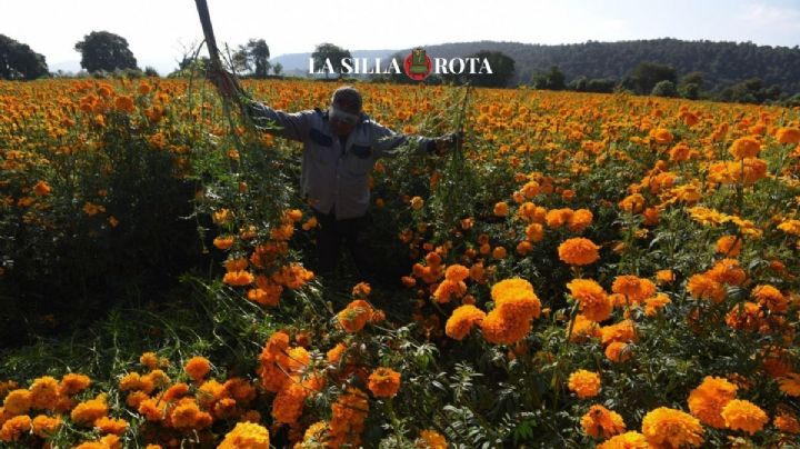 Cempasúchil: florece en Puebla viaja al mundo y mantiene viva la tradición de Día de Muertos