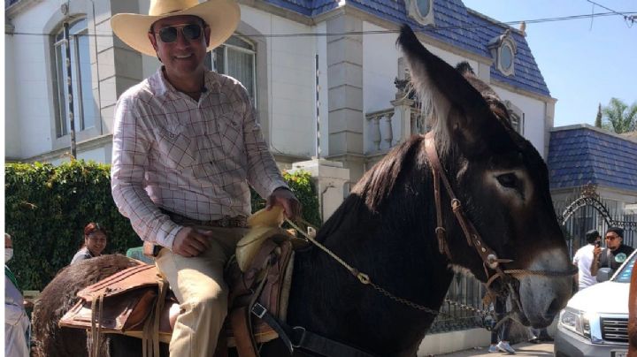 Burro gigante en León, le dicen el mamut