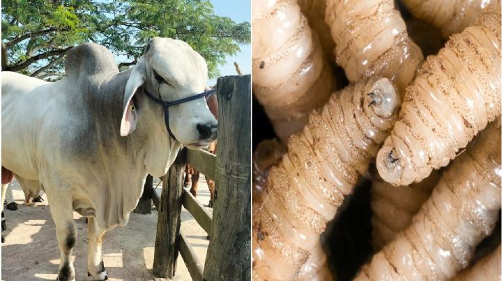 México en alerta por gusano barrenador del ganado; ¿Qué es y cómo se combate?