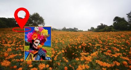 Campos de flor de cempasúchil virales cerca de Xalapa: fechas del festival 2024