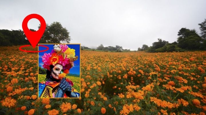 Campos de flor de cempasúchil virales cerca de Xalapa: fechas del festival 2024