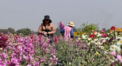 Sequía, lluvia y poco sol acaban con producción de flores en Tenango del Valle