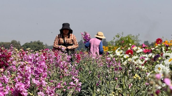 Sequía, lluvia y poco sol acaban con producción de flores en Tenango del Valle