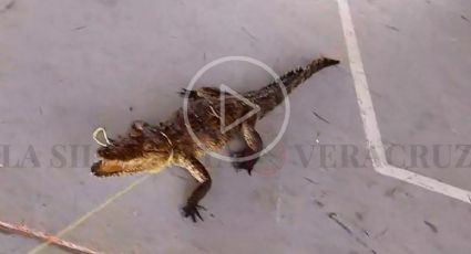 Cocodrilo pasea en escuela primaria de San Rafael, Veracruz (Video)