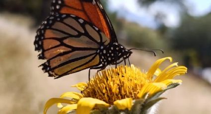 Se preparan en Acámbaro para la llegada de la mariposa monarca a Guanajuato