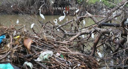 Huracán “John” también destruye manglar de garzas blancas y otras especies en Acapulco