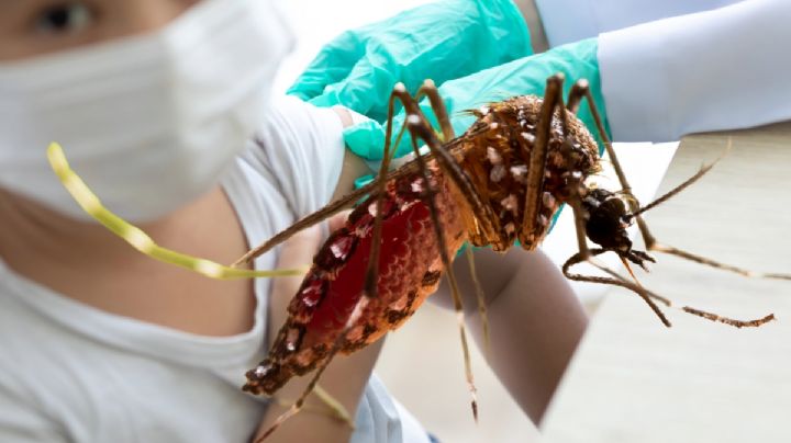 Alerta por aumento de casos de dengue en Hidalgo, el mayor número 5 años