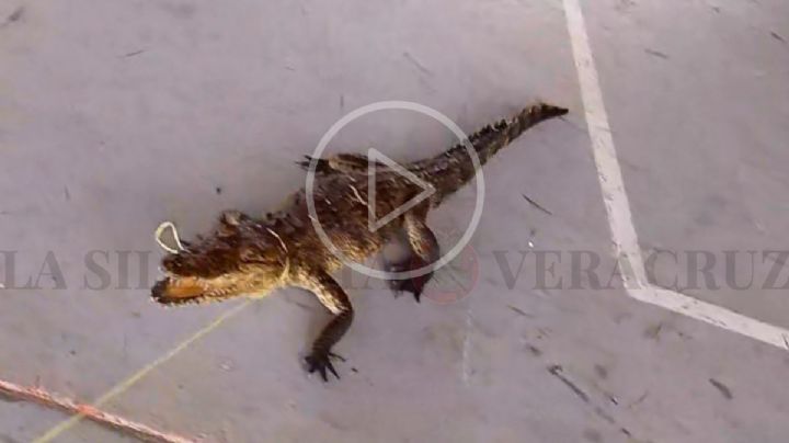 Cocodrilo pasea en escuela primaria de San Rafael, Veracruz (Video)